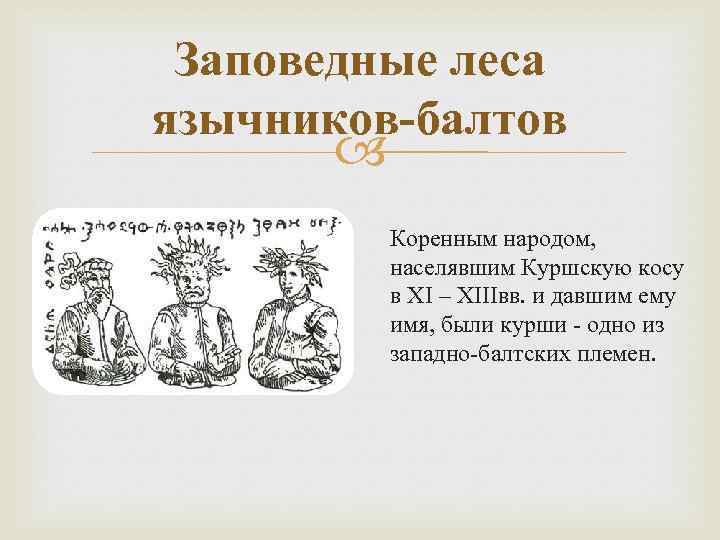 Заповедные леса язычников-балтов Коренным народом, населявшим Куршскую косу в XI – XIIIвв. и давшим