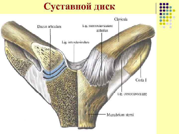 Суставной диск 