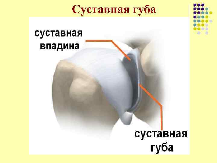 Суставная губа 