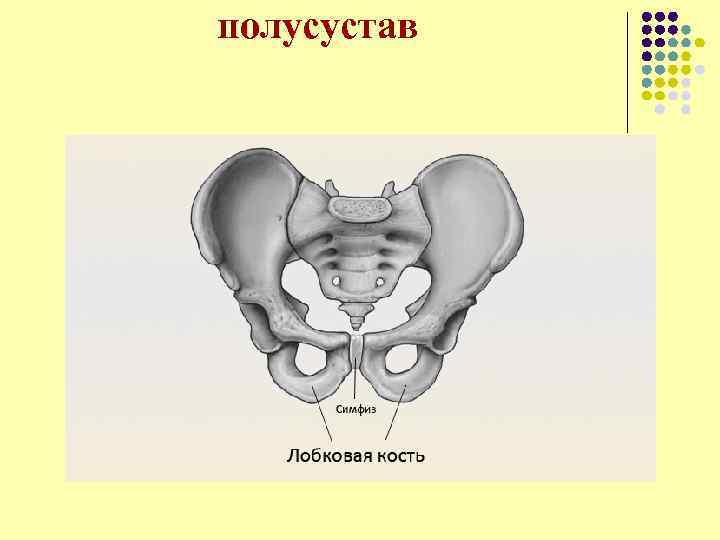 полусустав 