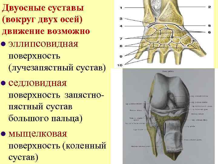 Двуосные суставы (вокруг двух осей) движение возможно l эллипсовидная поверхность (лучезапястный сустав) l седловидная