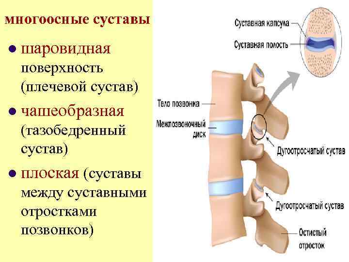 многоосные суставы l шаровидная поверхность (плечевой сустав) l чашеобразная (тазобедренный сустав) l плоская (суставы