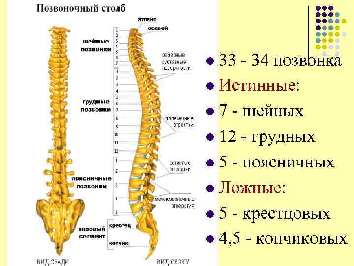 Позвоночный столб 33 - 34 позвонка l Истинные: l 7 - шейных l 12