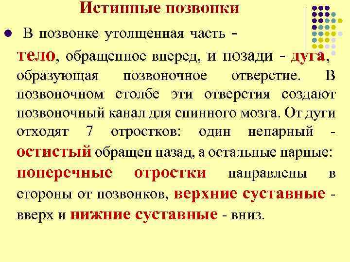 Истинные позвонки l В позвонке утолщенная часть - тело, обращенное вперед, и позади -