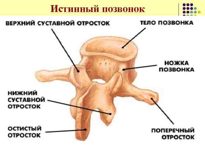 Истинный позвонок 