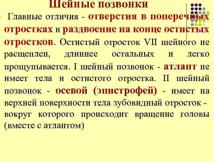 l Шейные позвонки Главные отличия - отверстия в поперечных отростках и раздвоение на конце