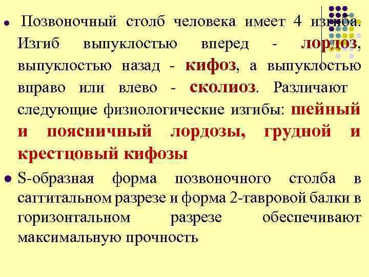 l Позвоночный столб человека имеет 4 изгиба. Изгиб выпуклостью вперед - лордоз, выпуклостью назад