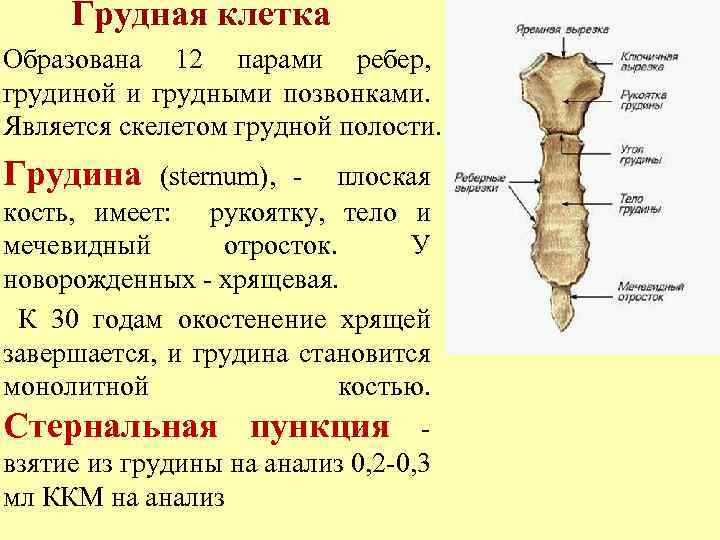 Мечевидный отросток грудины фото