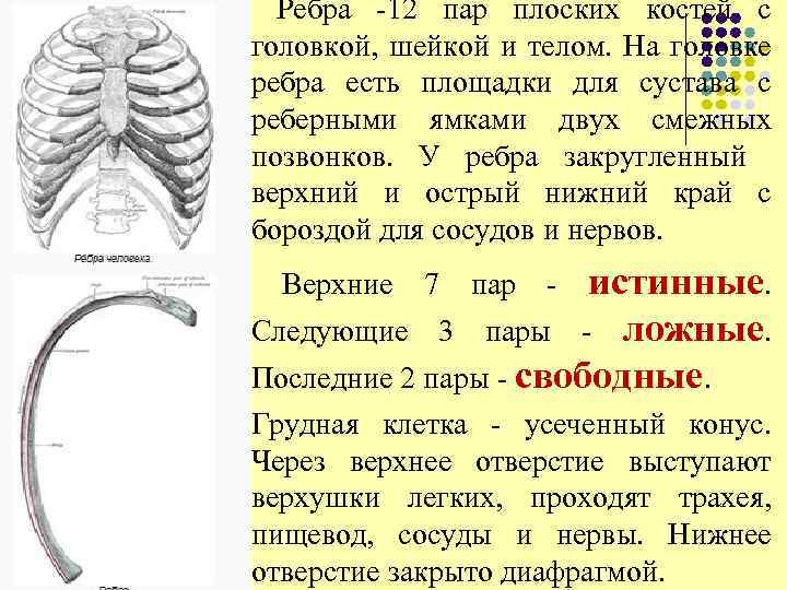 l Ребра -12 пар плоских костей с головкой, шейкой и телом. На головке ребра