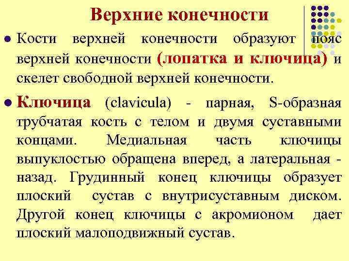 Верхние конечности l Кости верхней конечности образуют пояс верхней конечности (лопатка и ключица) и