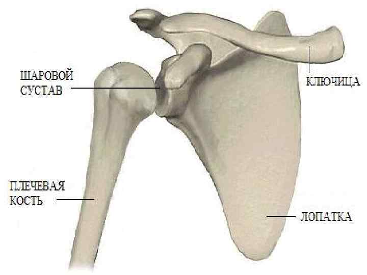 Ключица фото кости
