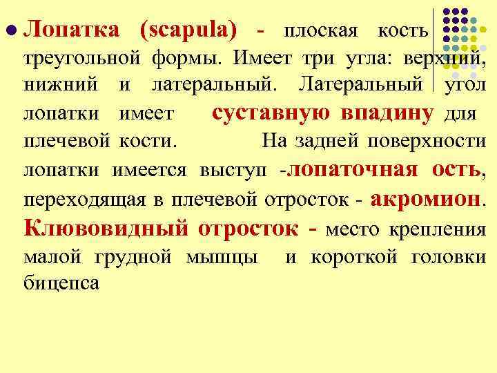 l Лопатка (scapula) - плоская кость треугольной формы. Имеет три угла: верхний, нижний и