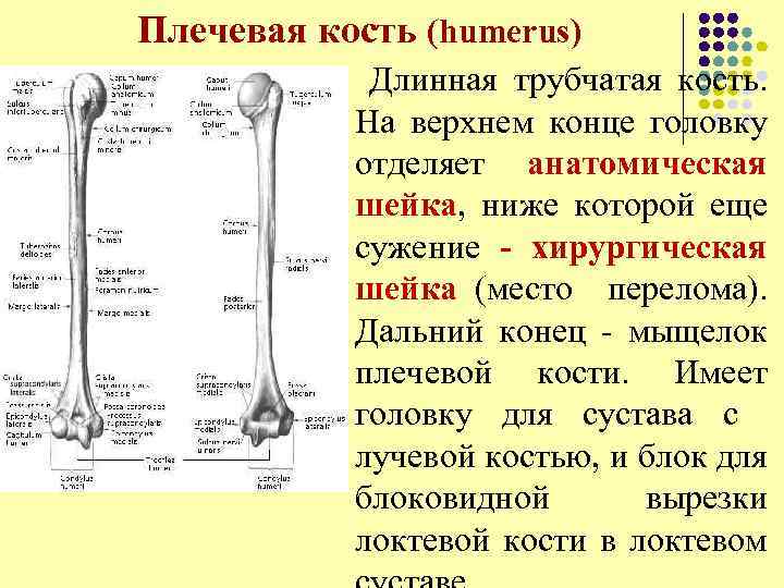Плечевая кость (humerus) l Длинная трубчатая кость. На верхнем конце головку отделяет анатомическая шейка,