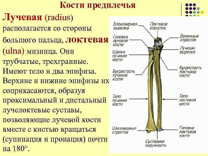 Кости предплечья l Лучевая (radius) располагается со стороны большого пальца, локтевая (ulna) мизинца. Они