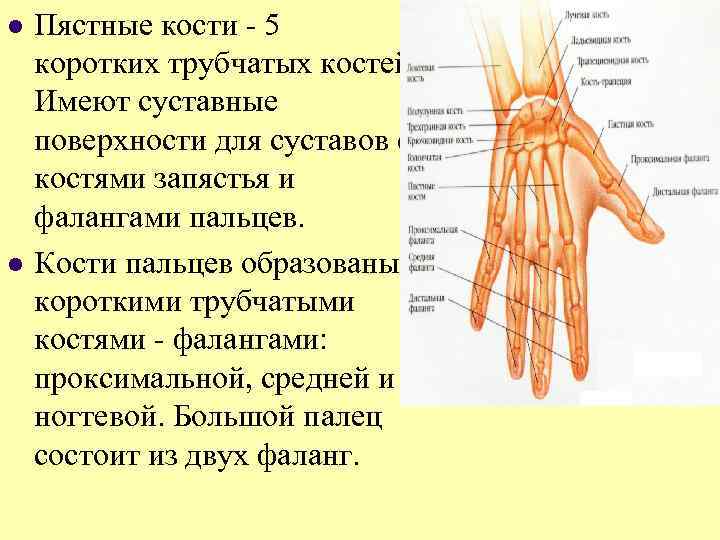 l l Пястные кости - 5 коротких трубчатых костей. Имеют суставные поверхности для суставов