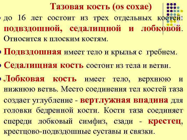 l Тазовая кость (os coxae) до 16 лет состоит из трех отдельных костей: подвздошной,