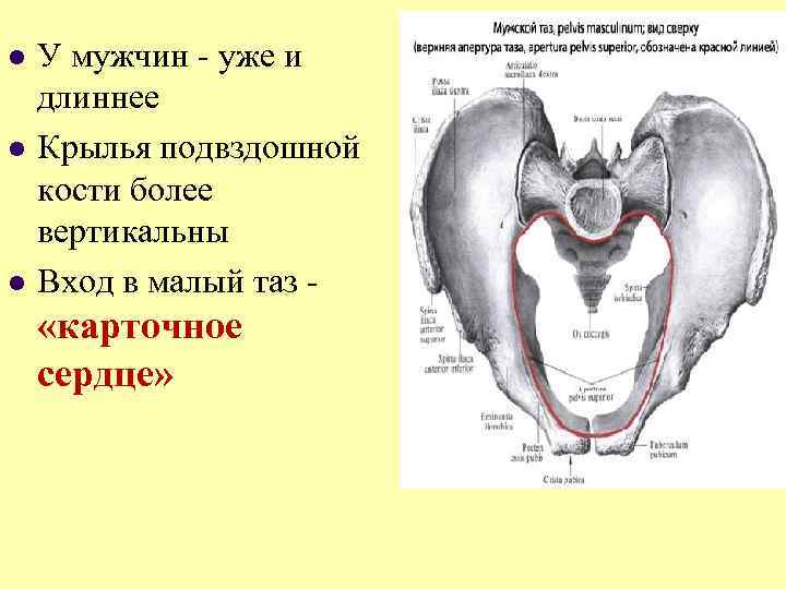 l l l У мужчин - уже и длиннее Крылья подвздошной кости более вертикальны