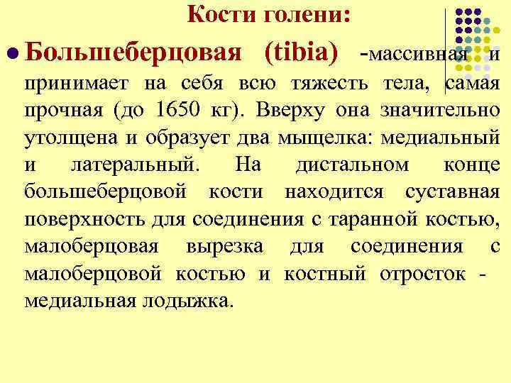 Кости голени: l Большеберцовая (tibia) -массивная и принимает на себя всю тяжесть тела, самая