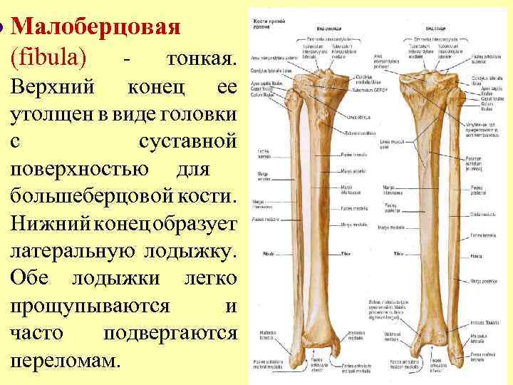 l Малоберцовая (fibula) - тонкая. Верхний конец ее утолщен в виде головки с суставной