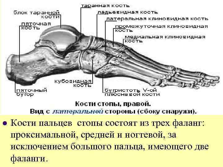 l Кости пальцев стопы состоят из трех фаланг: проксимальной, средней и ногтевой, за исключением