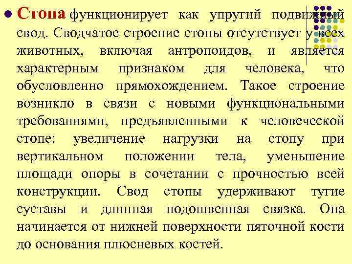 l Стопа функционирует как упругий подвижный свод. Сводчатое строение стопы отсутствует у всех животных,