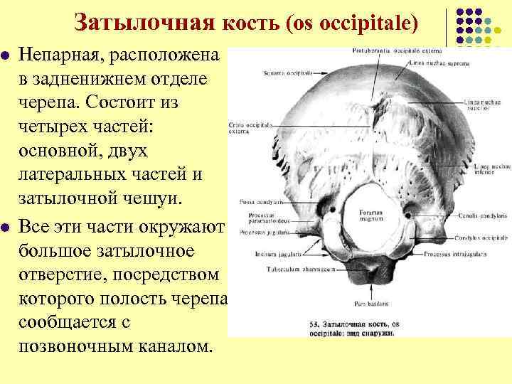 l l Затылочная кость (os occipitale) Непарная, расположена в задненижнем отделе черепа. Состоит из
