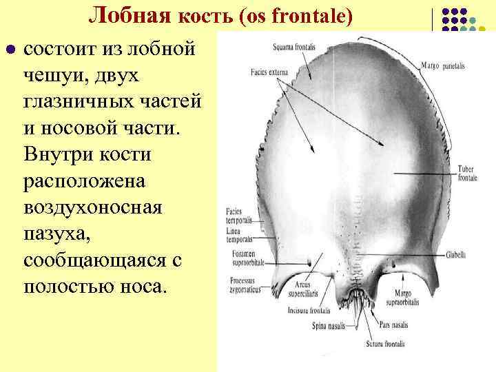 Лобная кость (os frontale) l состоит из лобной чешуи, двух глазничных частей и носовой