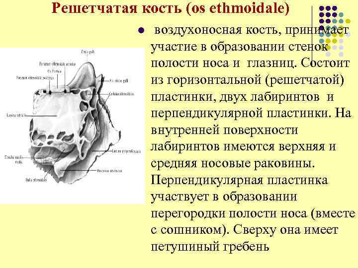  Решетчатая кость (os ethmoidale) l воздухоносная кость, принимает участие в образовании стенок полости