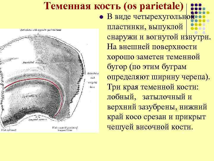 Теменная кость (os parietale) l В виде четырехугольной пластинки, выпуклой снаружи и вогнутой изнутри.