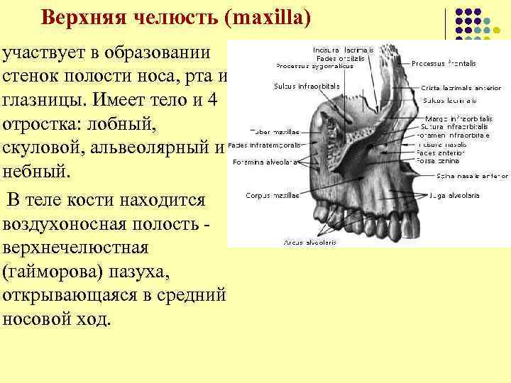 Верхняя челюсть (maxilla) участвует в образовании стенок полости носа, рта и глазницы. Имеет тело