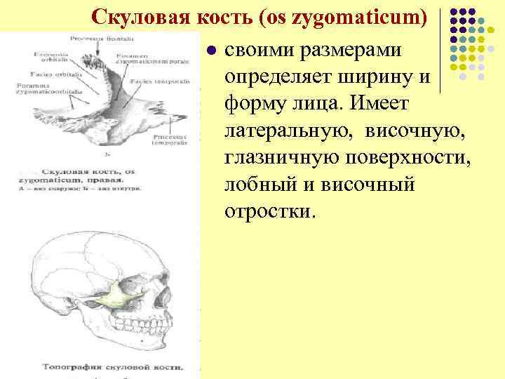 Скуловая кость (os zygomaticum) l своими размерами определяет ширину и форму лица. Имеет латеральную,