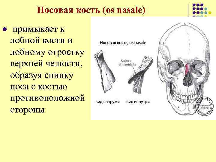  Носовая кость (os nasale) l примыкает к лобной кости и лобному отростку верхней