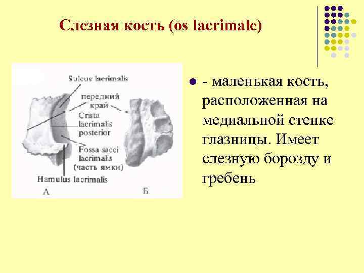 Слезная кость (os lacrimale) l - маленькая кость, расположенная на медиальной стенке глазницы. Имеет