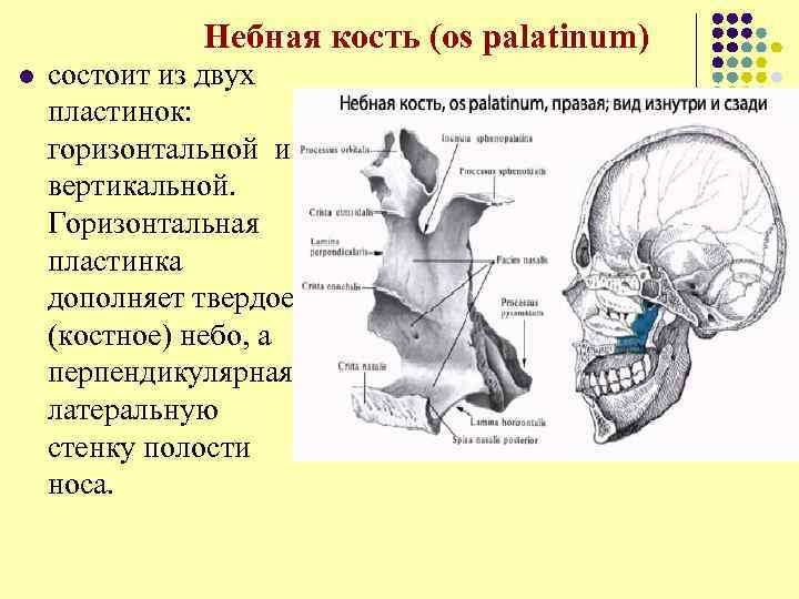 Небная кость (os palatinum) l состоит из двух пластинок: горизонтальной и вертикальной. Горизонтальная пластинка