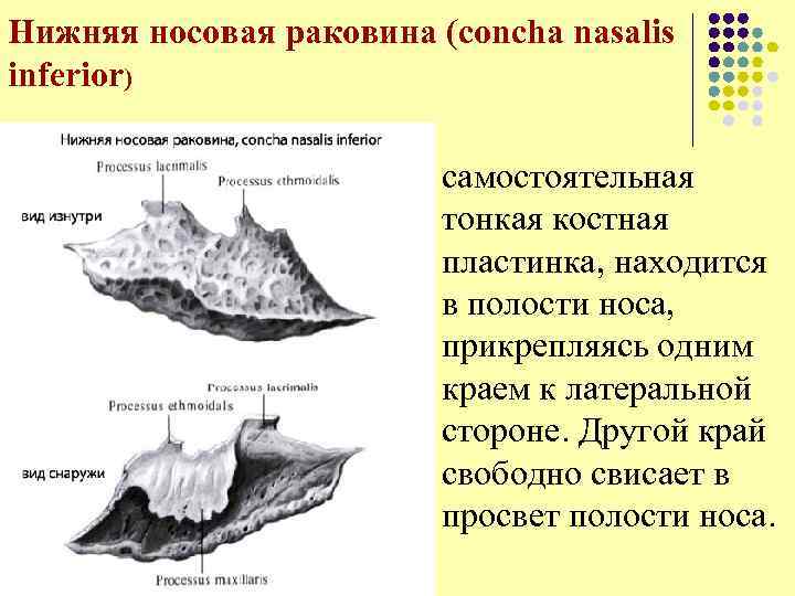Нижняя носовая раковина (concha nasalis inferior) l самостоятельная тонкая костная пластинка, находится в полости