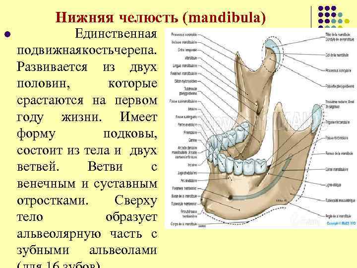  Нижняя челюсть (mandibula) l Единственная подвижная ость ерепа. к ч Развивается из двух