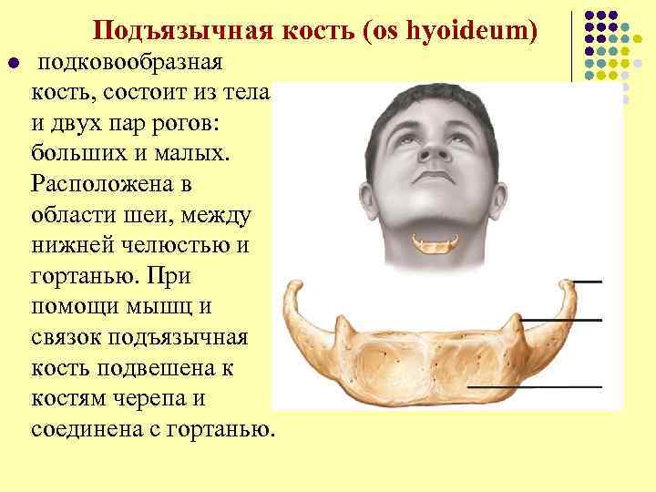 Подъязычная кость (os hyoideum) l подковообразная кость, состоит из тела и двух пар рогов: