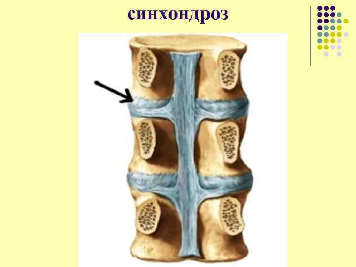 синхондроз 