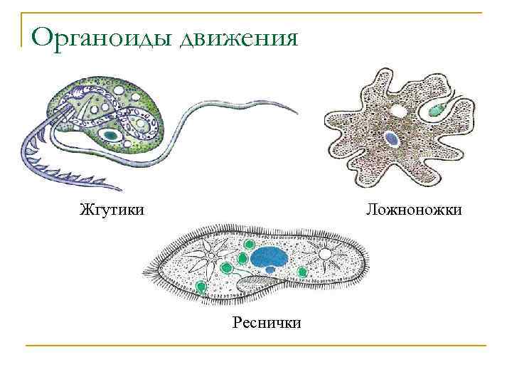 Органоиды движения Жгутики Ложноножки Реснички 