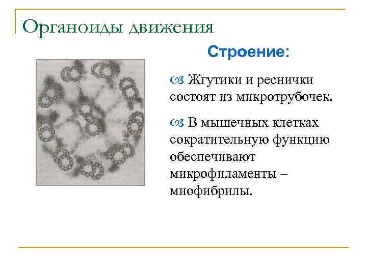 Органоиды движения Строение: Жгутики и реснички состоят из микротрубочек. В мышечных клетках сократительную функцию