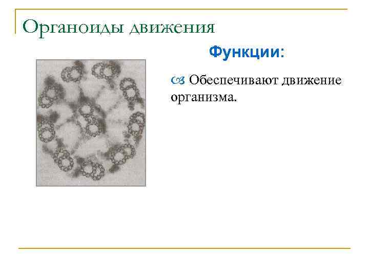 Органоиды движения Функции: Обеспечивают движение организма. 