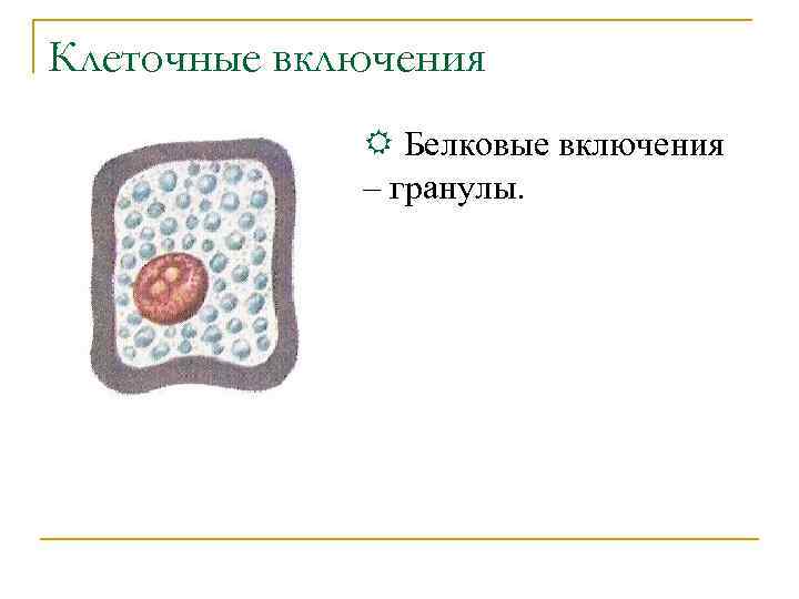 Клеточные включения R Белковые включения – гранулы. 