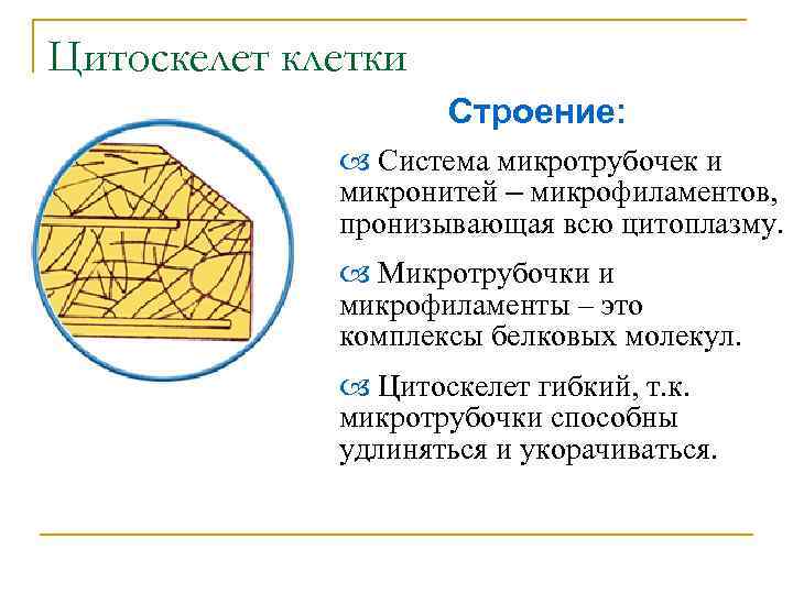 Цитоскелет клетки Строение: Система микротрубочек и микронитей – микрофиламентов, пронизывающая всю цитоплазму. Микротрубочки и