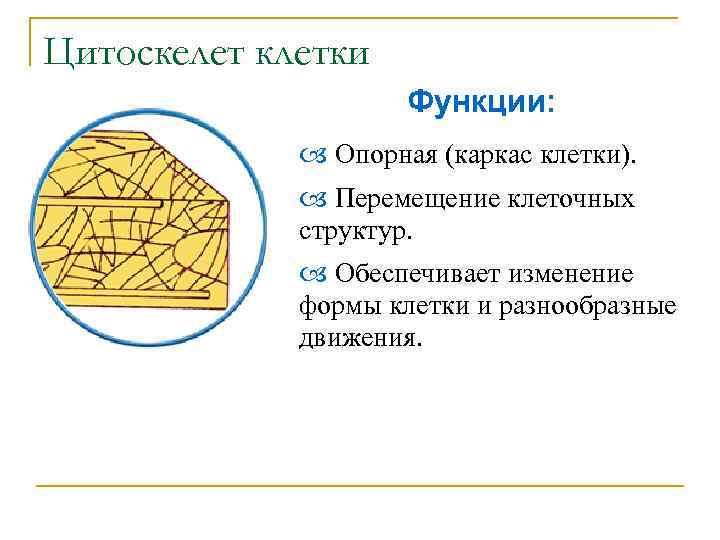 Цитоскелет клетки Функции: Опорная (каркас клетки). Перемещение клеточных структур. Обеспечивает изменение формы клетки и