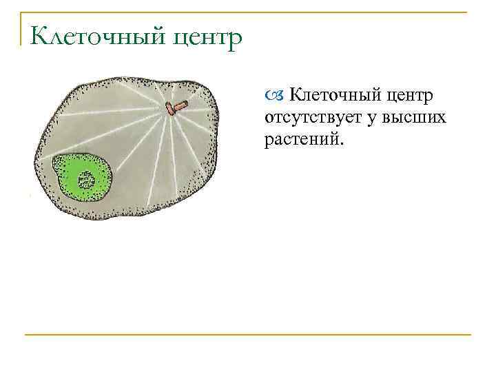 Клеточный центр отсутствует у высших растений. 