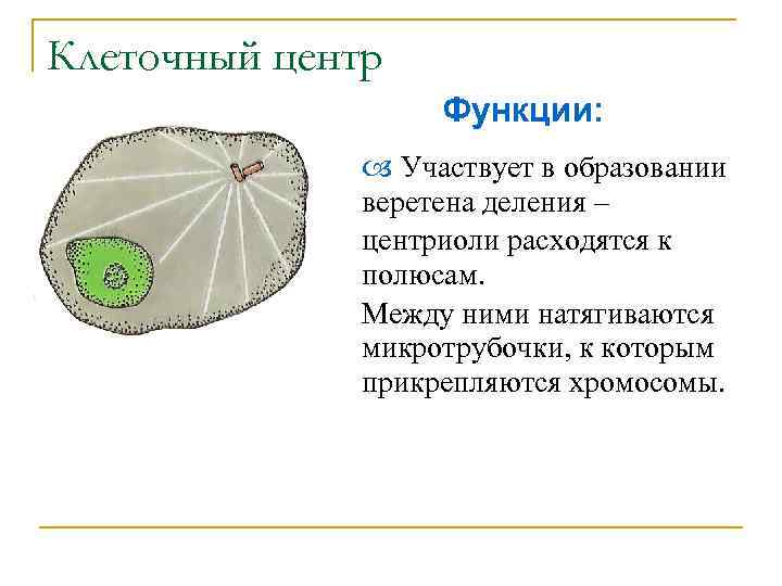 Клеточный центр Функции: Участвует в образовании веретена деления – центриоли расходятся к полюсам. Между