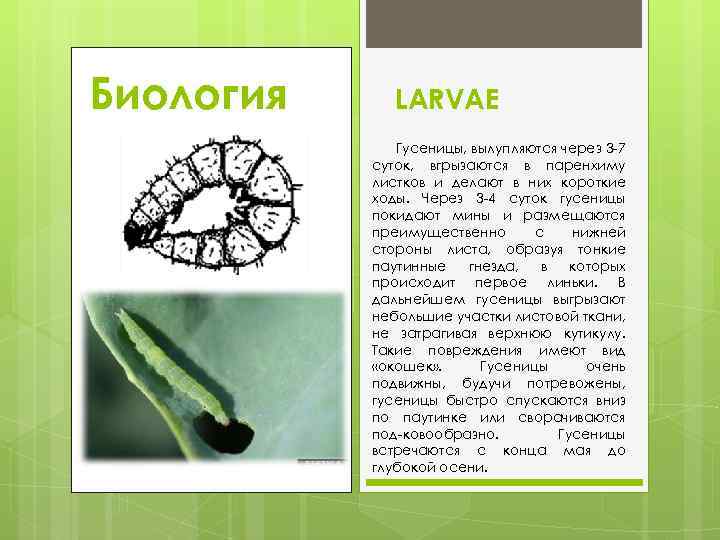 Биология LARVAE Гусеницы, вылупляются через 3 7 суток, вгрызаются в паренхиму листков и делают