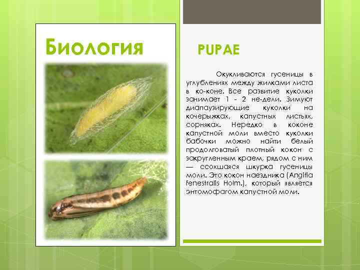 Биология PUPAE Окукливаются гусеницы в углублениях между жилками листа в ко коне. Все развитие