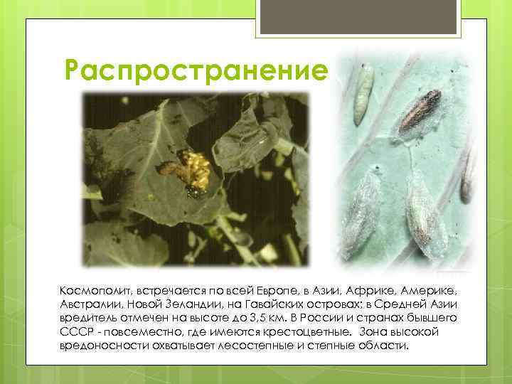 Распространение Космополит, встречается по всей Европе, в Азии, Африке, Америке, Австралии, Новой Зеландии, на