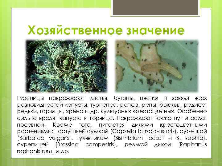 Хозяйственное значение Гусеницы повреждают листья, бутоны, цветки и завязи всех разновидностей капусты, турнепса, рапса,